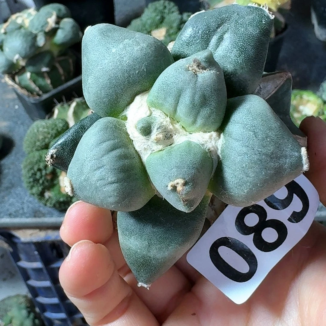 【闪购商品】无花朵晨*蛋尤089