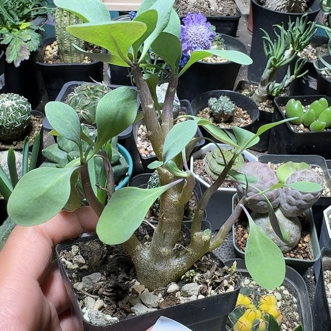 264美尻厚敦菊带盆发货
