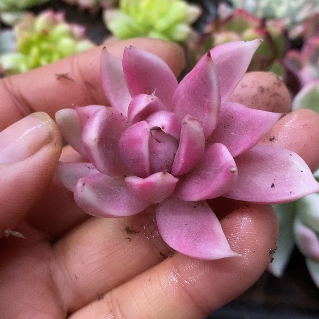 701头盖哈哈哈哈哈哈哈