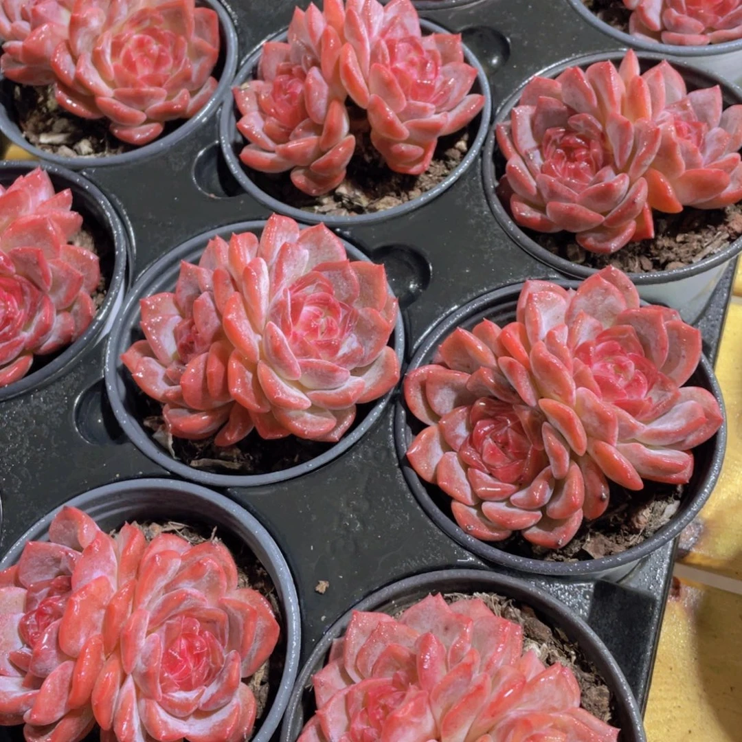 量拍122号 大糖心水晶琥珀一颗