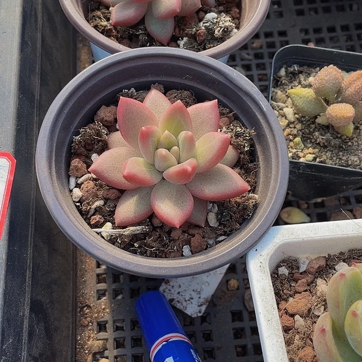 迷雾泡泡90盆带盆人发