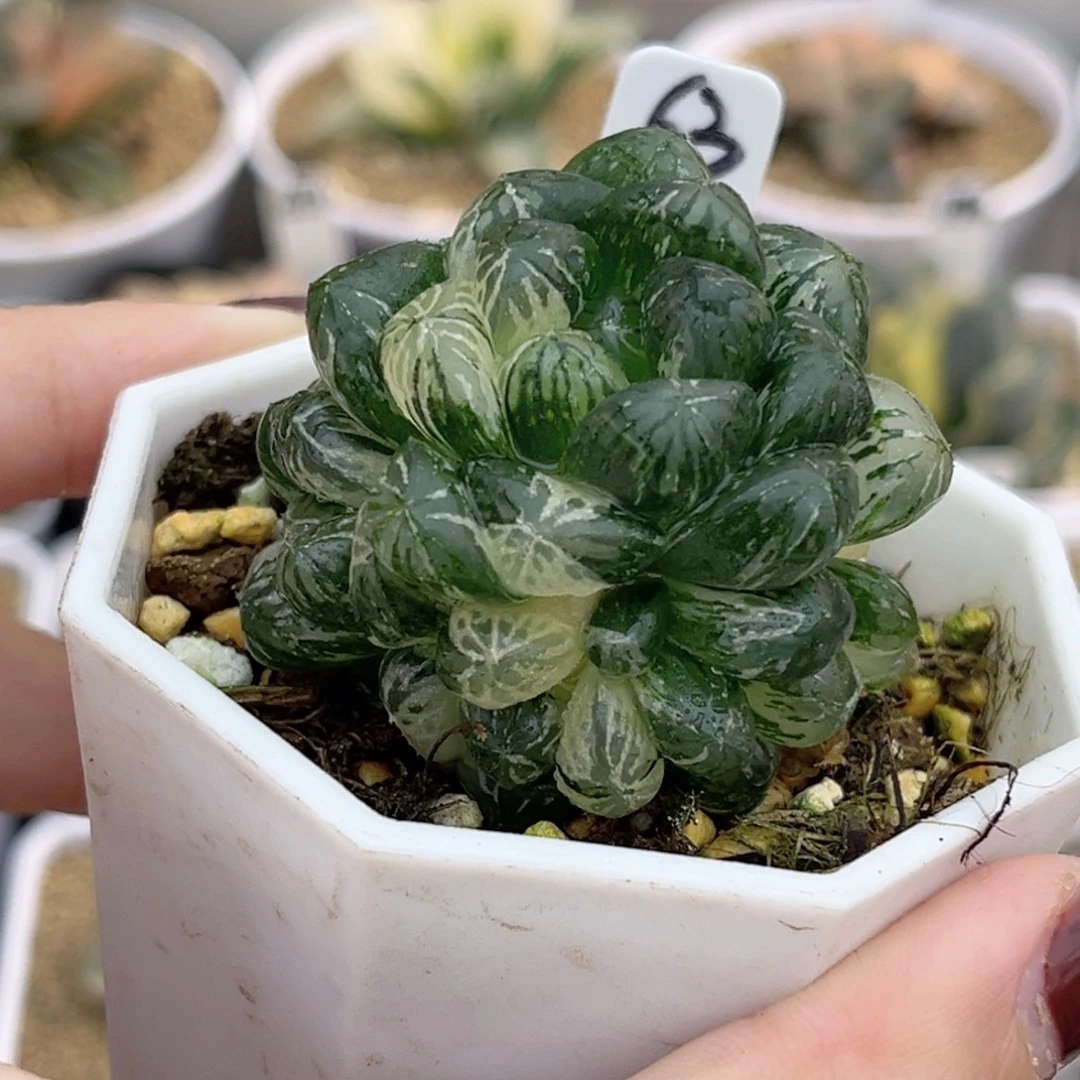 63群生塑料皮玉露锦福利专场