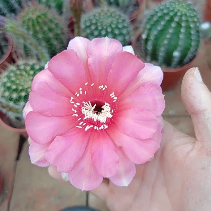 50号实生彩草，球小瑕疵一物一拍，脱土摘花发货，满20包邮