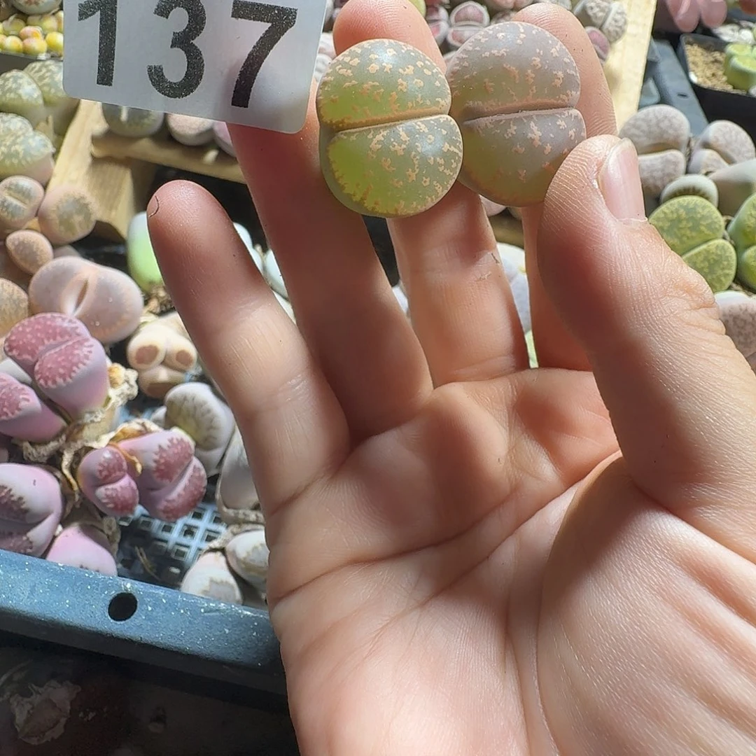 生石花一物一拍2颗137