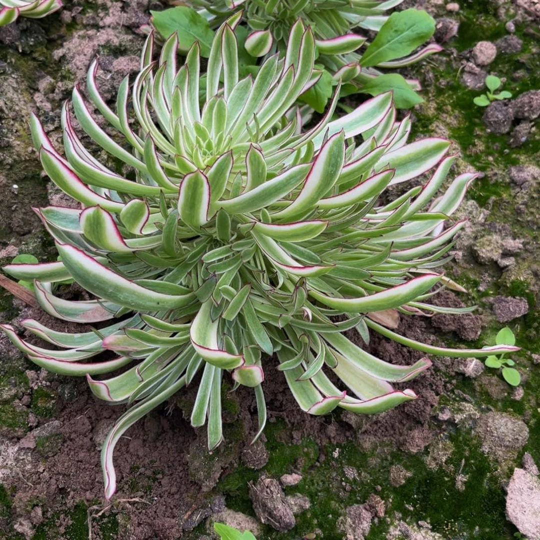 荧光仙魔多肉植物捧花的