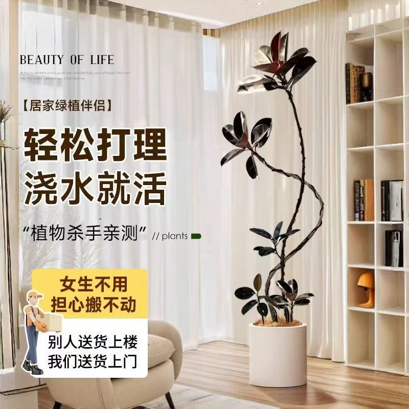 黑金刚橡皮树客厅大盆栽造型室内大型绿植好养四季办公室阳台植物