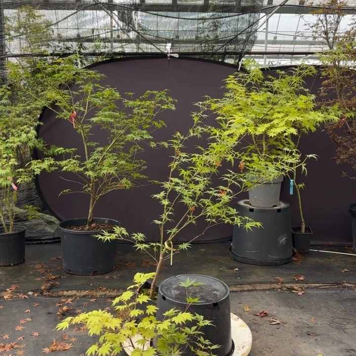 无花朵小精灵枫树