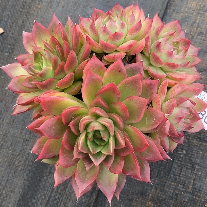 2800杂交老桩基地～12厘米