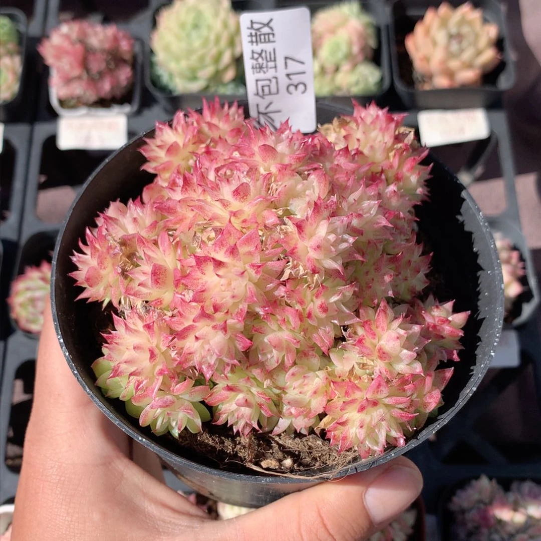 317麦秆群不包整散