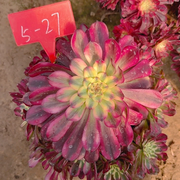 5-27天合多肉法师