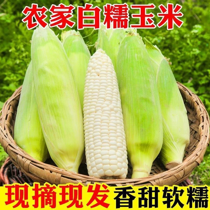 吉林永吉农家新鲜白甜糯玉米粘嫩可口当季特产黏玉米