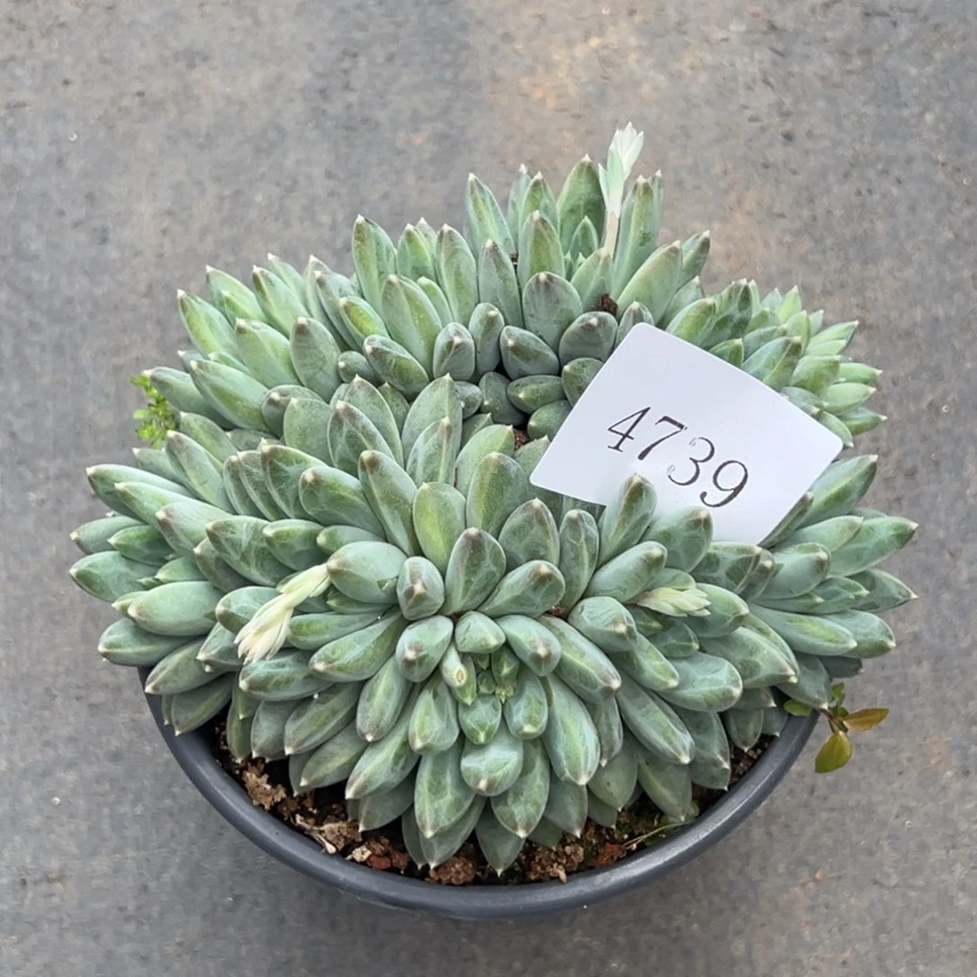 王*宇4739岁肉多多方法