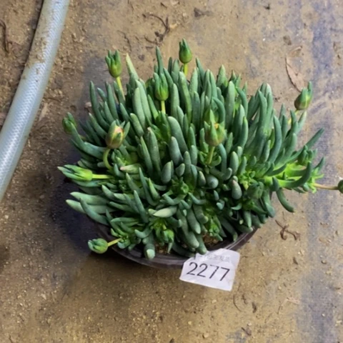 奔龙多肉植物2277