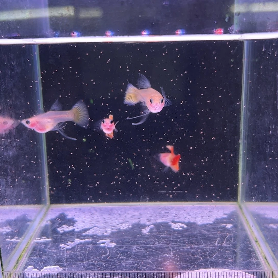 孔雀鱼皇家落日玻璃猫C2对