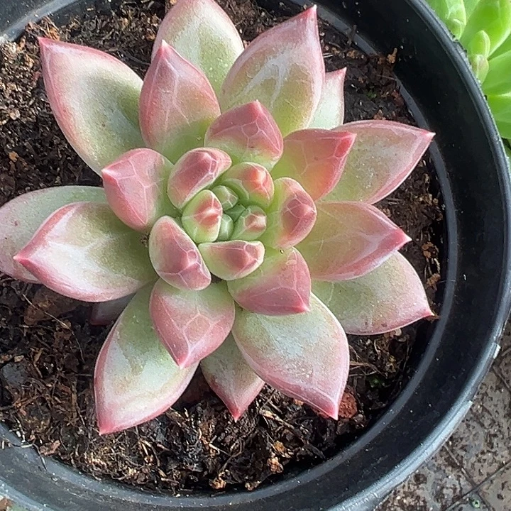 美人杂交特价一物一拍