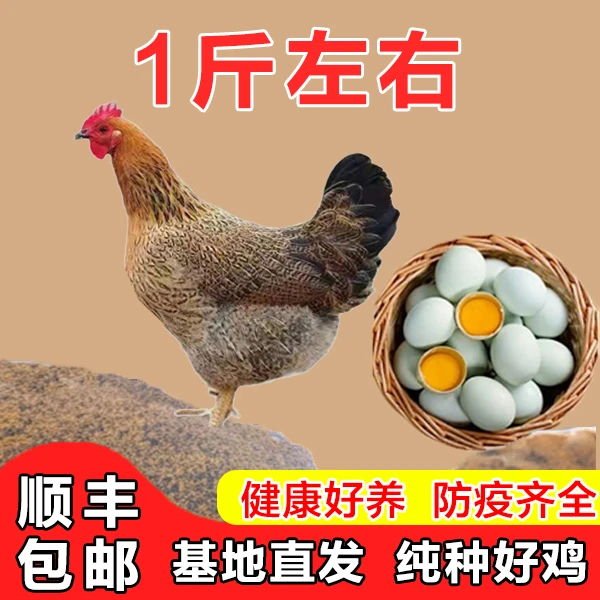 【买5只送1只】麻羽鸡红瑶母鸡宠物鸡一斤左右林间散养