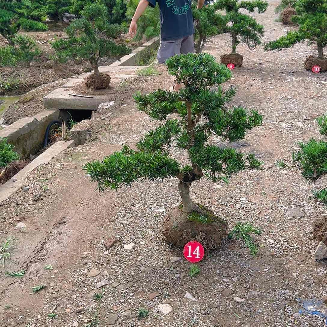 通***收无花朵罗汉松盆景艺术