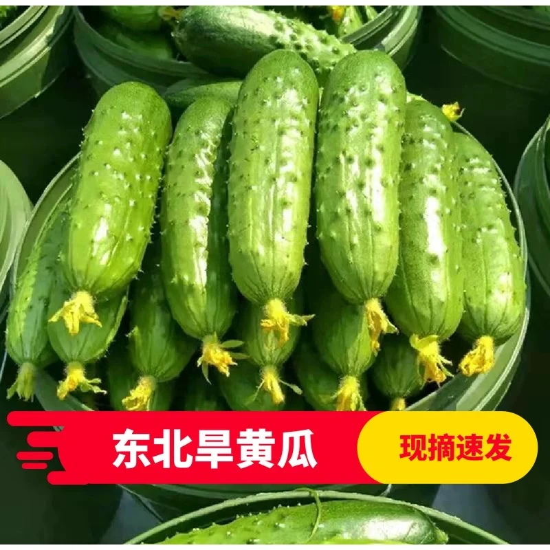 东北新鲜旱黄瓜包邮