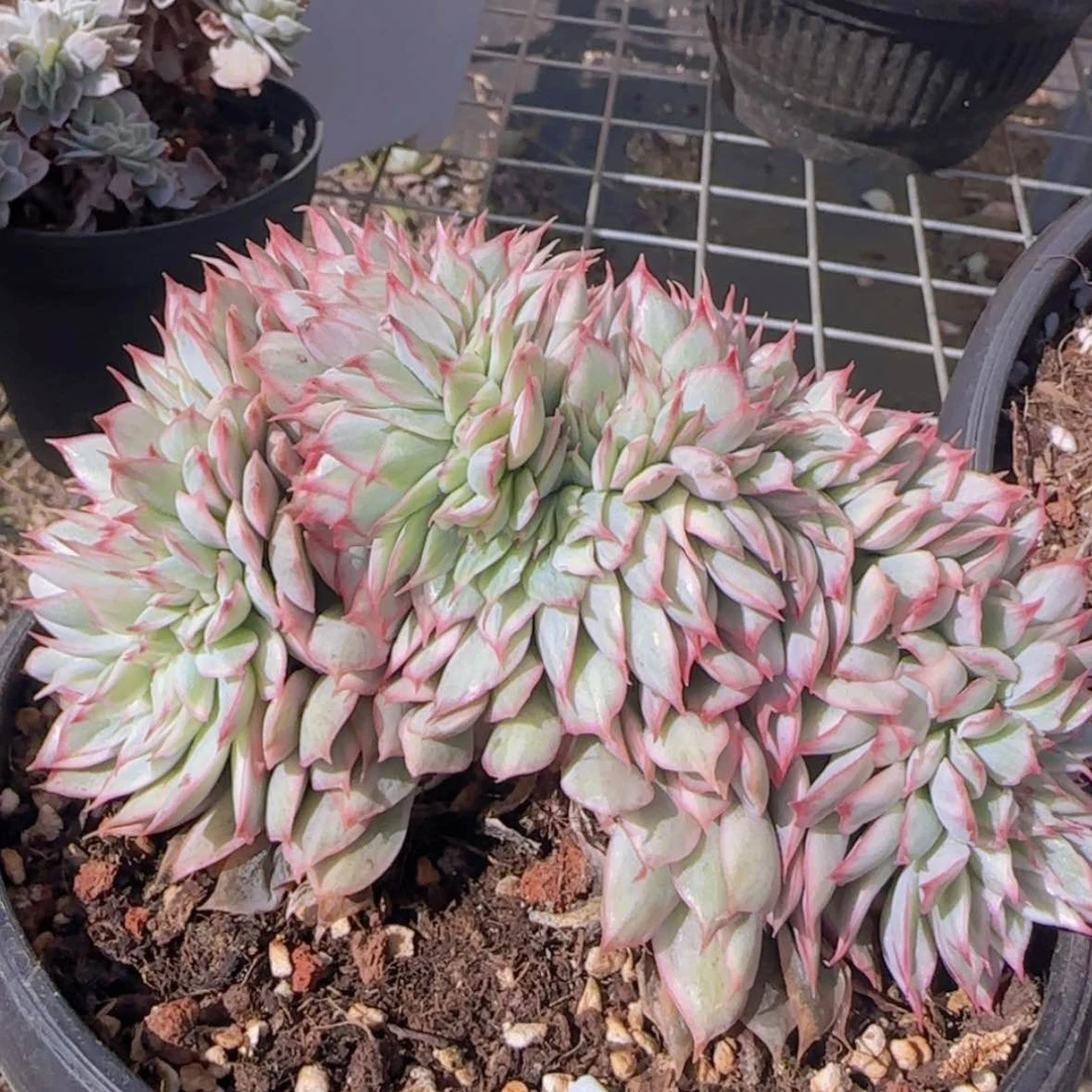 【闪购商品】月光女神锦缀