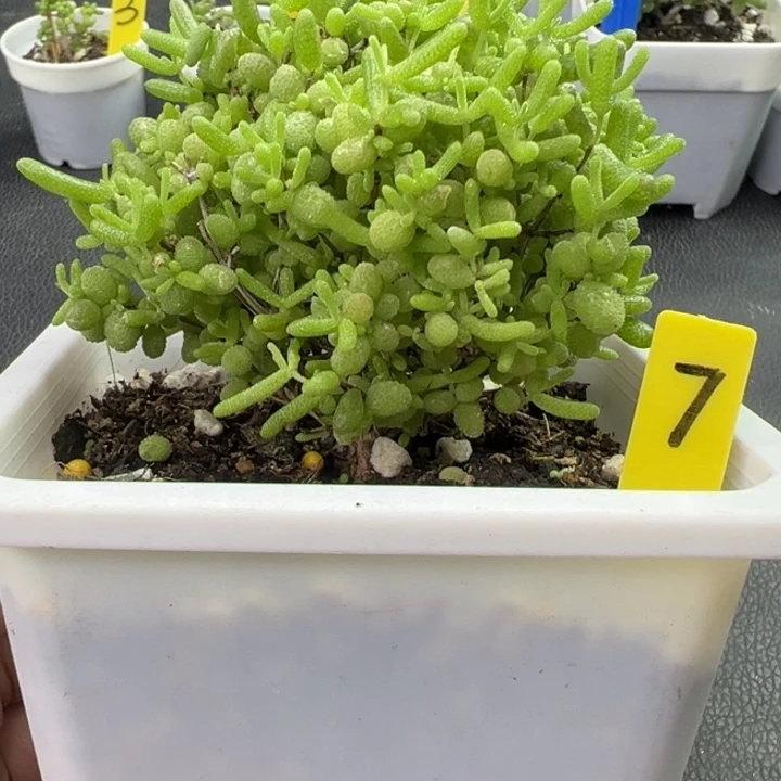 7号蜜橘 10厘米盆