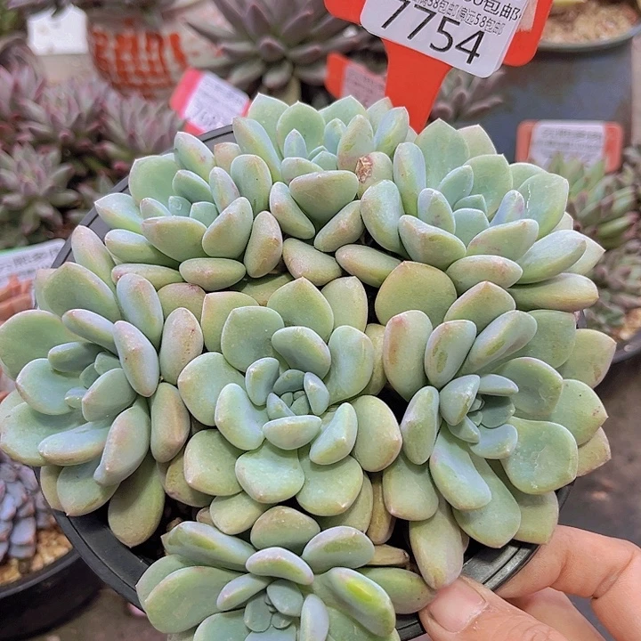 7754白鹭。