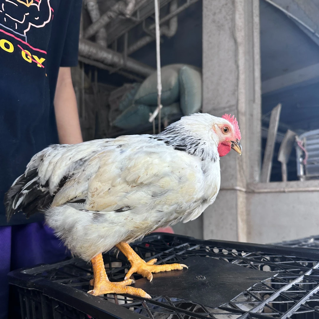 （顺丰）到手6只白芦花鸡好看好养健康疫苗宠物鸡长尾鸡单只1斤（mm）