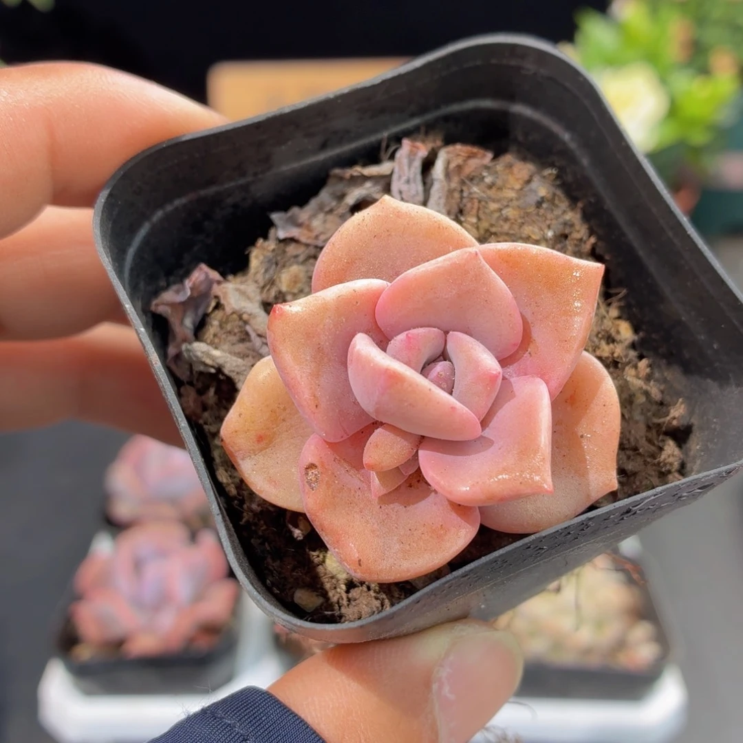 彩虹糖9.9包邮发货