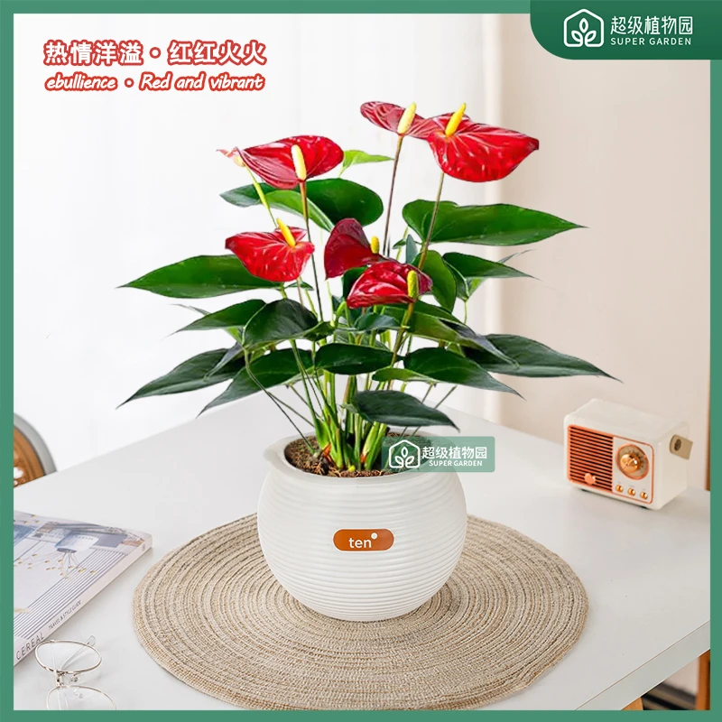 【带花发货】红掌土培盆栽室内绿植客厅好养易活办公室花卉四季绿植