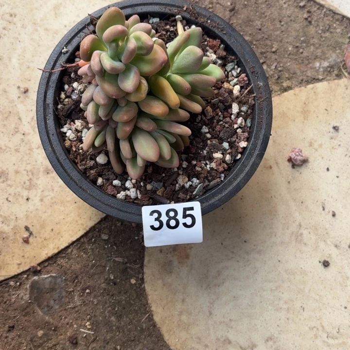 薛****?多肉植物金蝉