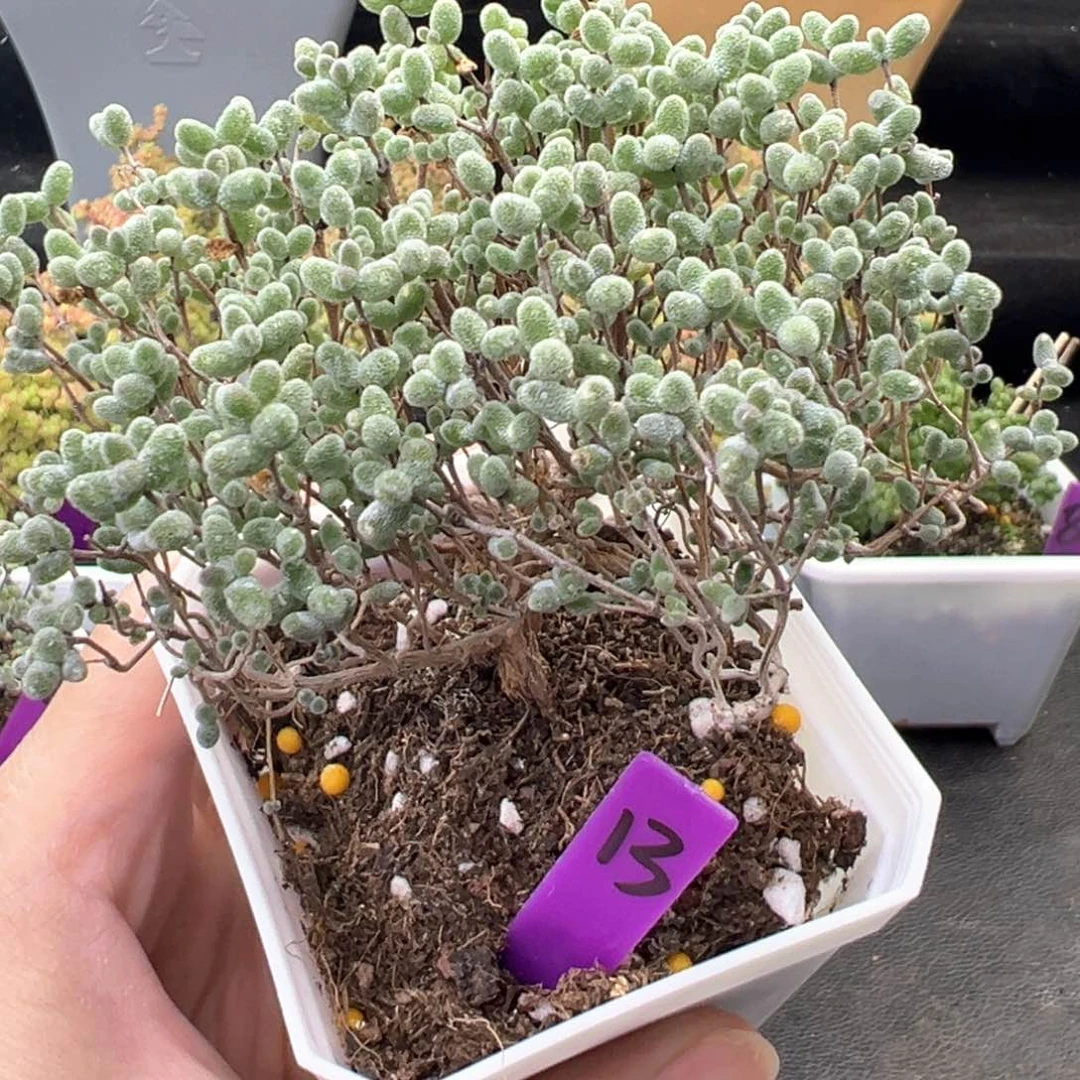 13号蜜橘悬崖桩6.5厘米盆