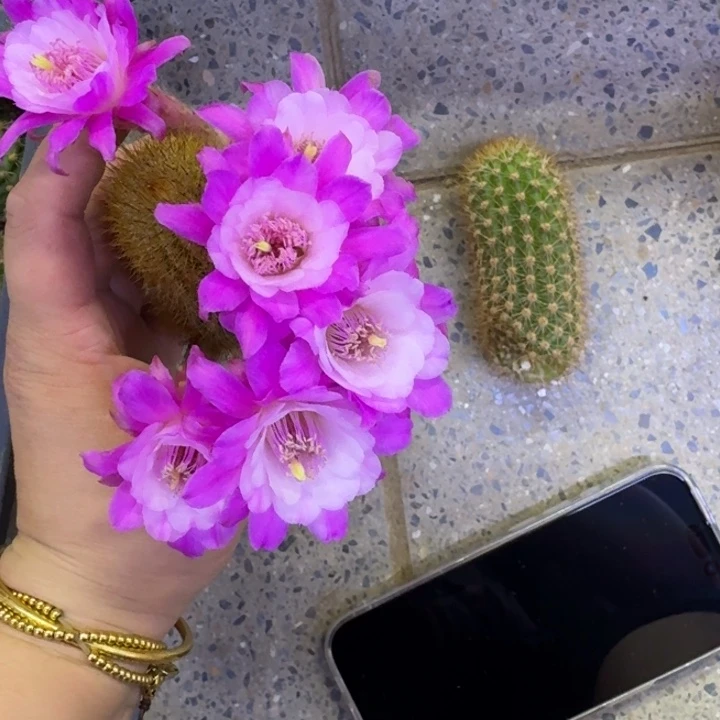 205金妞奥拓无根侧牙6公分左右，20包邮