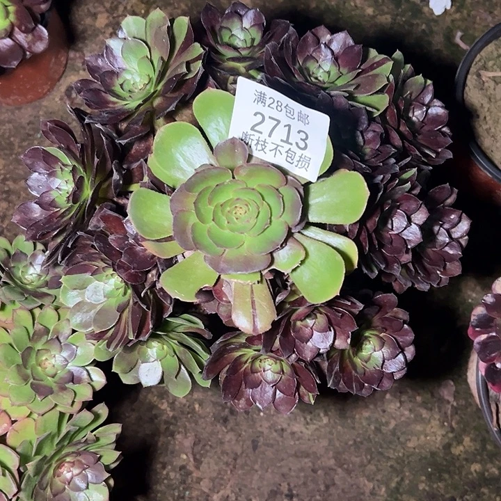 2713黑美人多肉植物