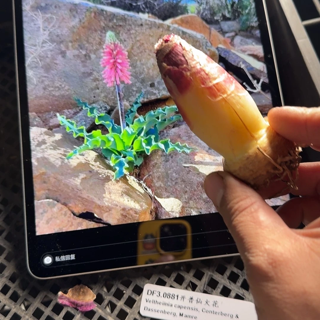 开普仙火花一个1-2