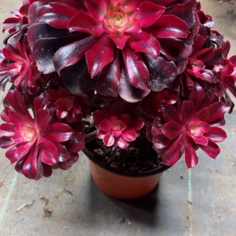 午**光多肉植物美杜莎锦。