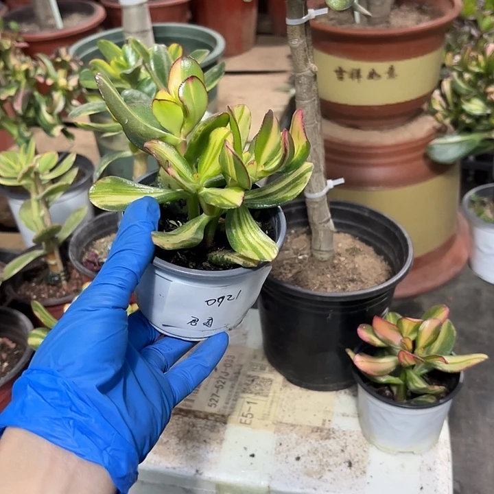 君***哥当前无花栽培后可以开花卷叶15