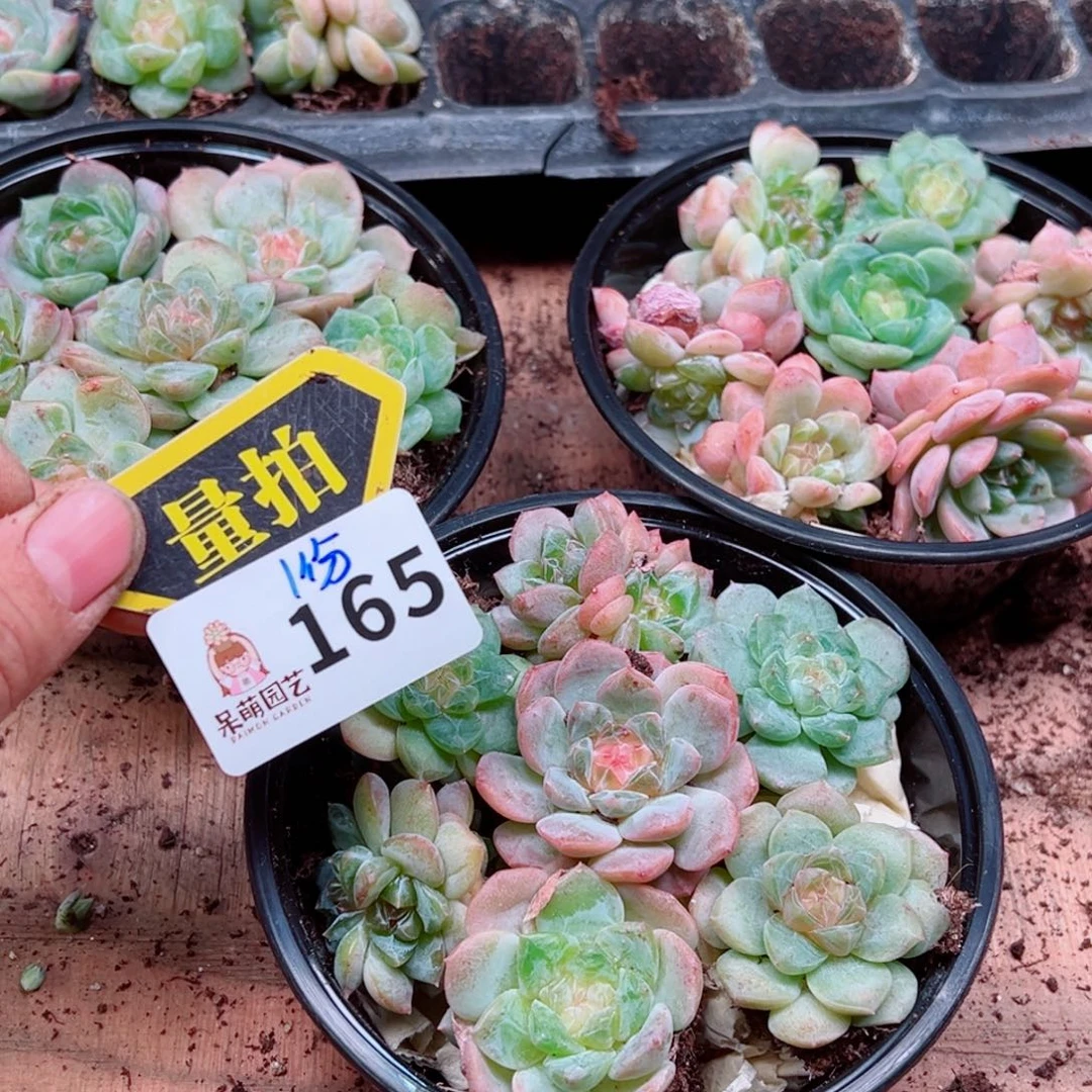 多肉植物多肉植物