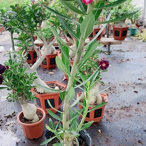 【闪购商品】无花朵七**缘