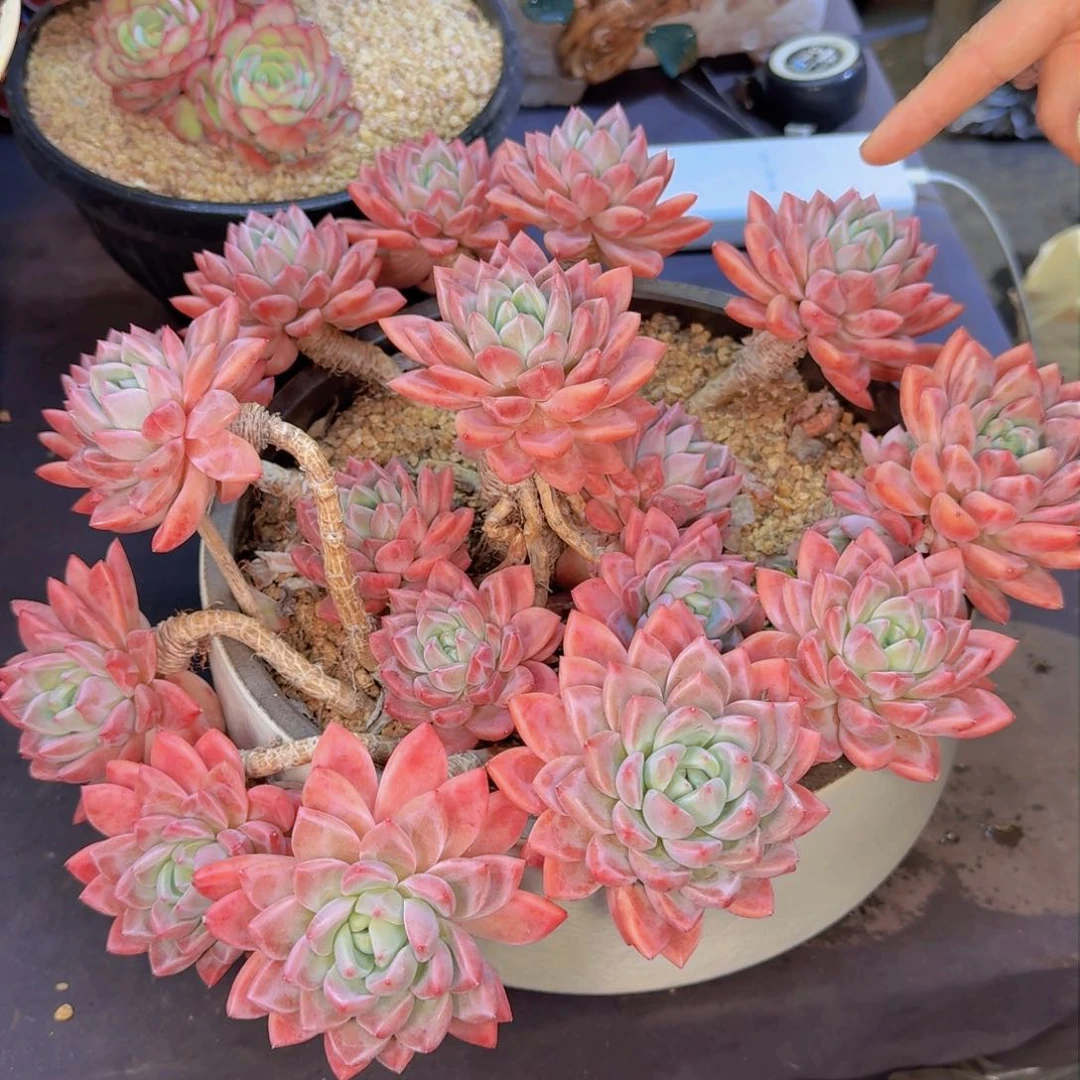 用****2多肉植物的生长发育