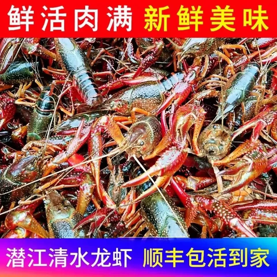 W贵州顺丰包邮潜江小龙虾贵州次日达 2000g小龙虾制品小龙虾制品小龙虾制品龙虾同城送