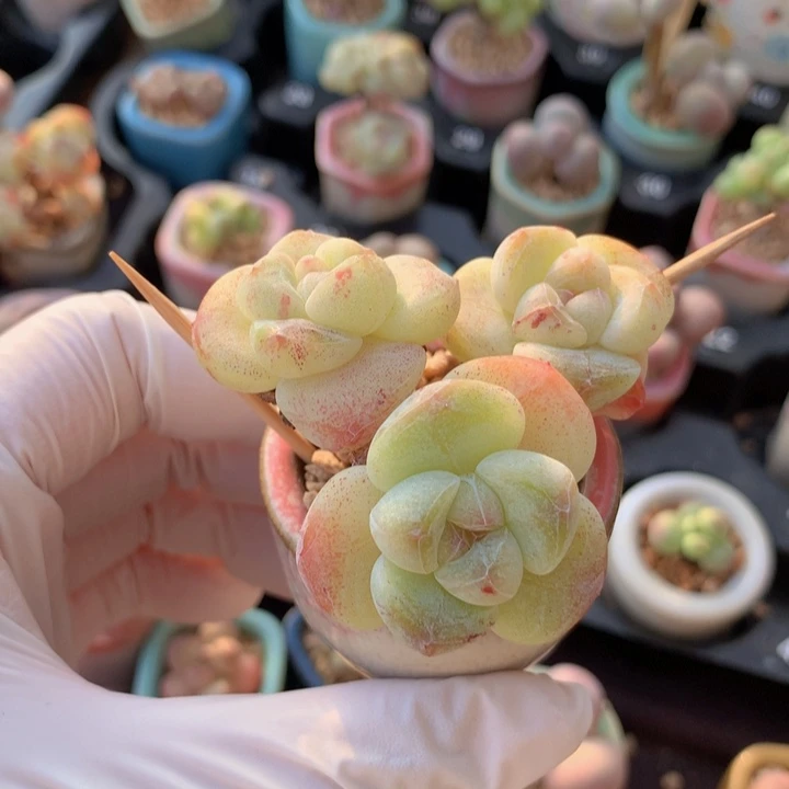 冰玉 血斑 3头 木质