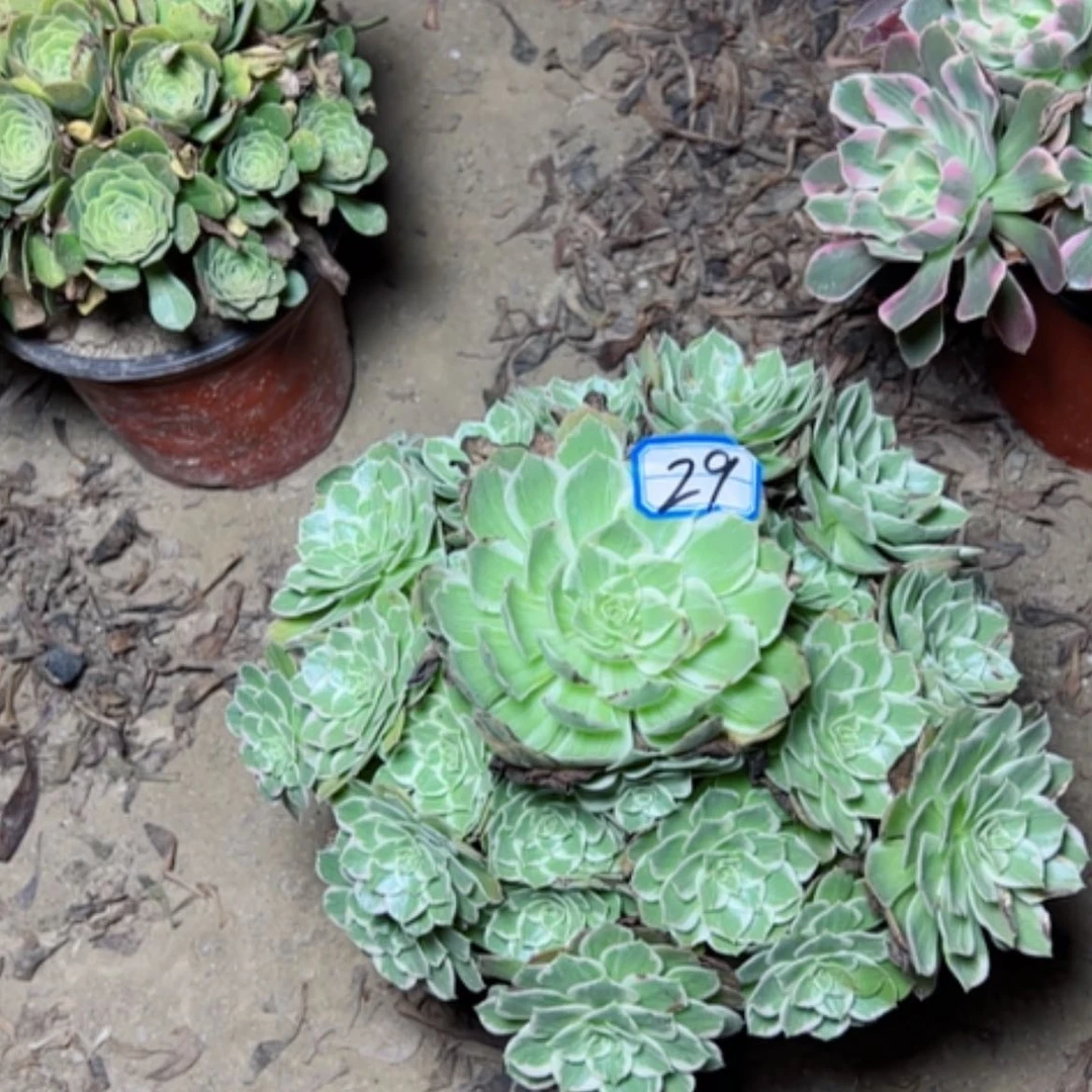 【闪购商品】水蜜桃29