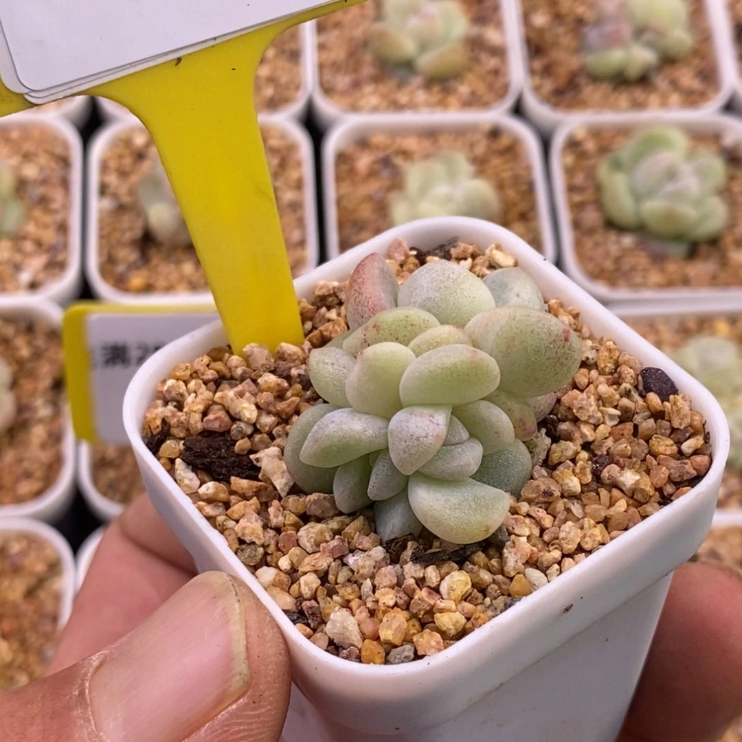 5174冰玉石化群多肉