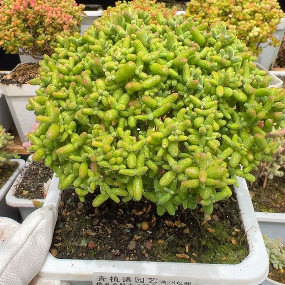 D7858蜜桔糖球枝干