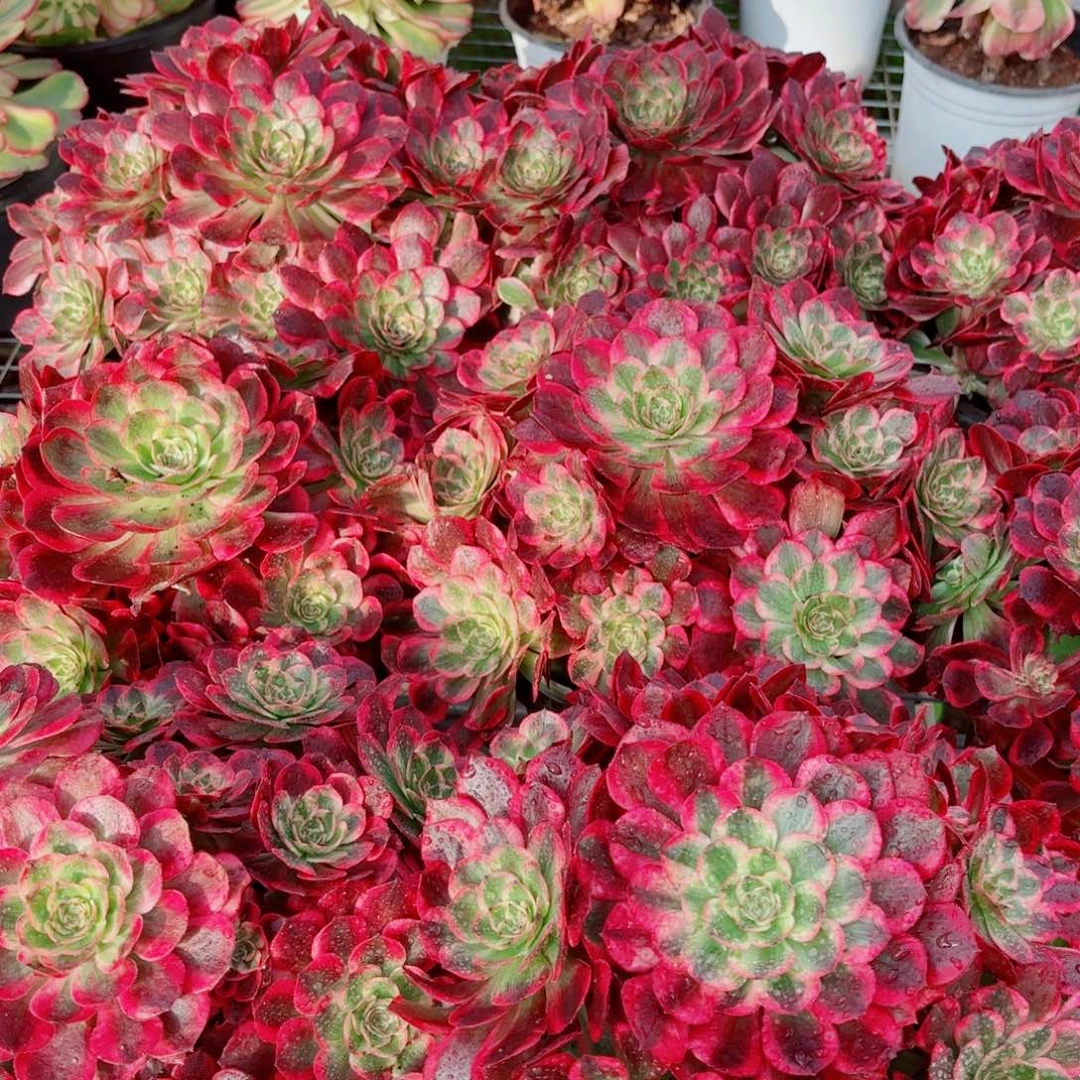 模特赤子心量拍多肉法师一个