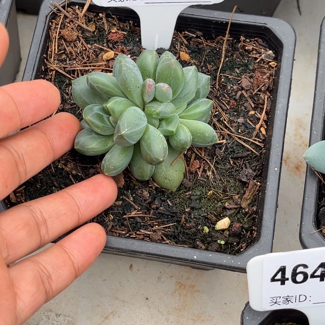 卡布奇诺多肉植物488