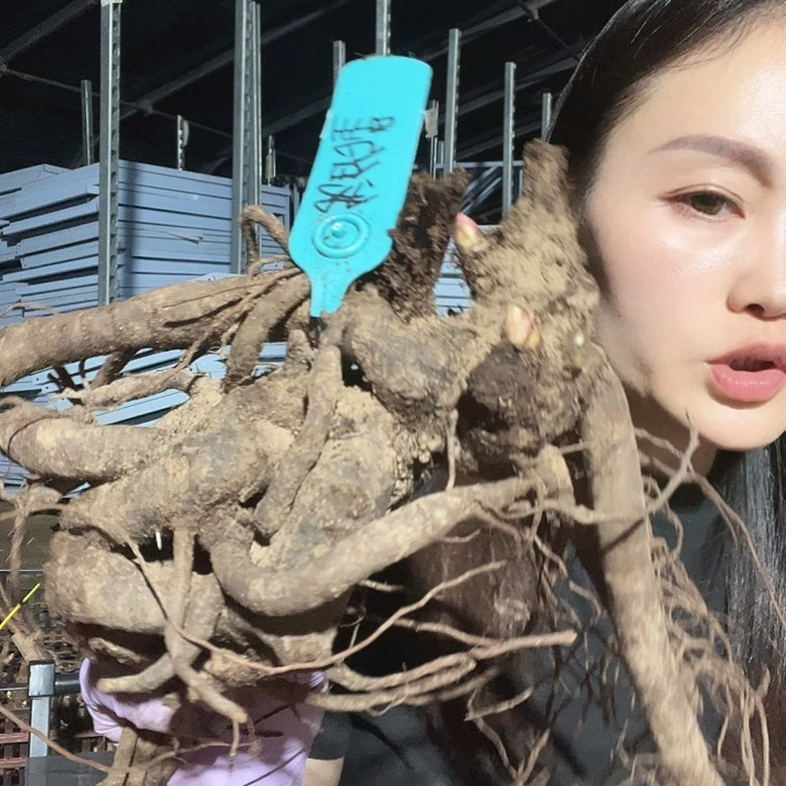 .***.当前无花栽培后可以开花我的星