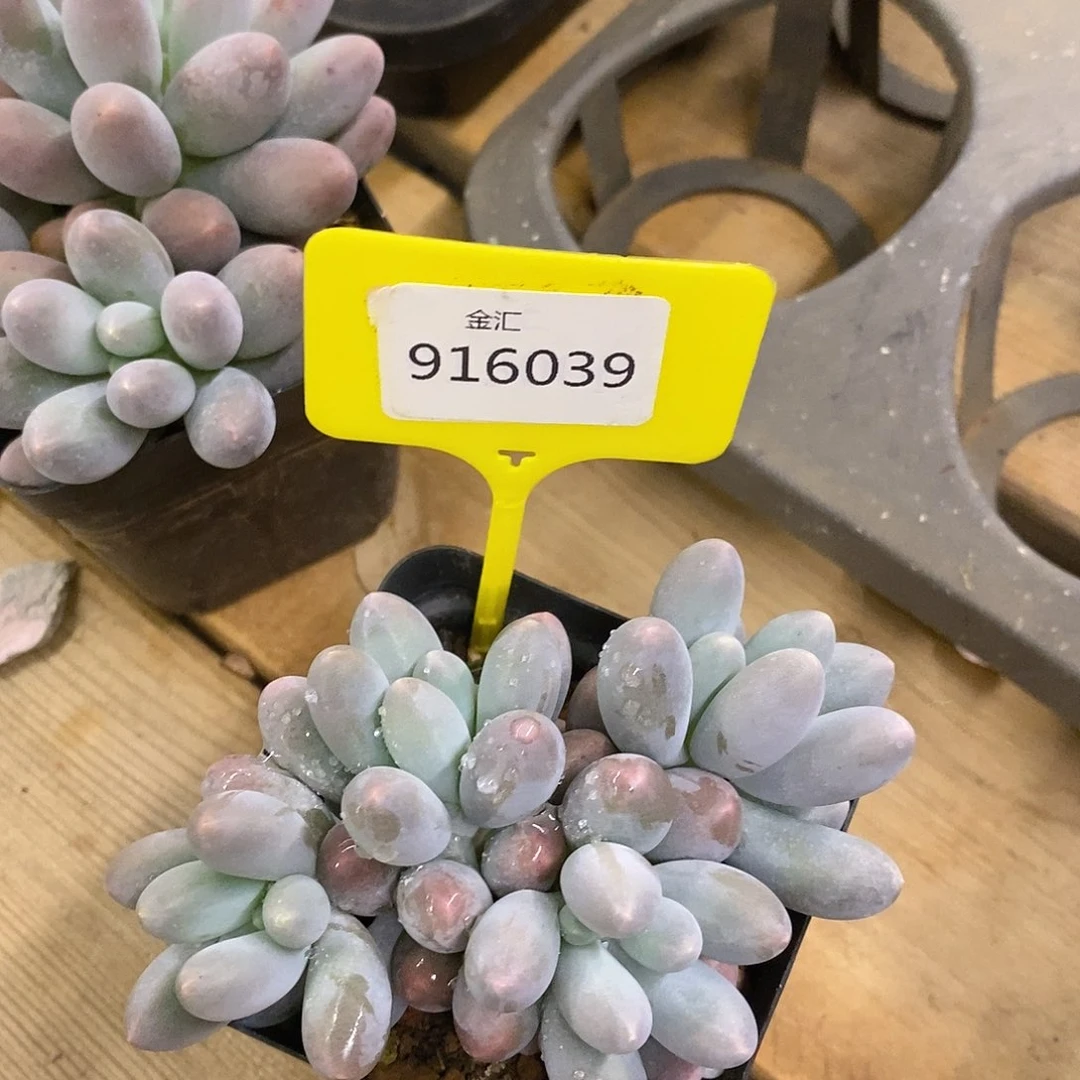 佳**福利多多，916039