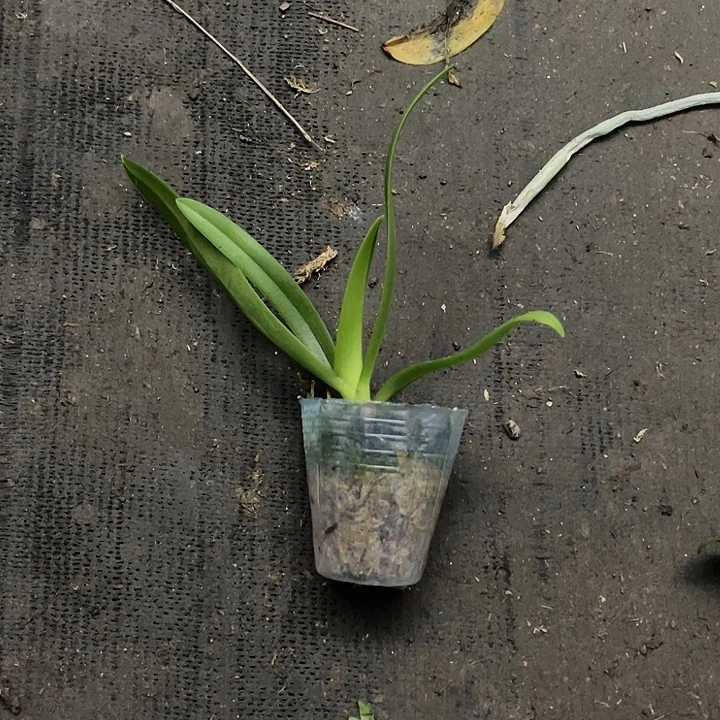 当前无花栽培后可以开花小回紫1.7