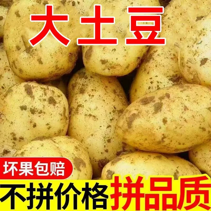 2025年新洋芋云南正宗黄皮黄心土豆洋芋农家高山种植新洋芋新土豆