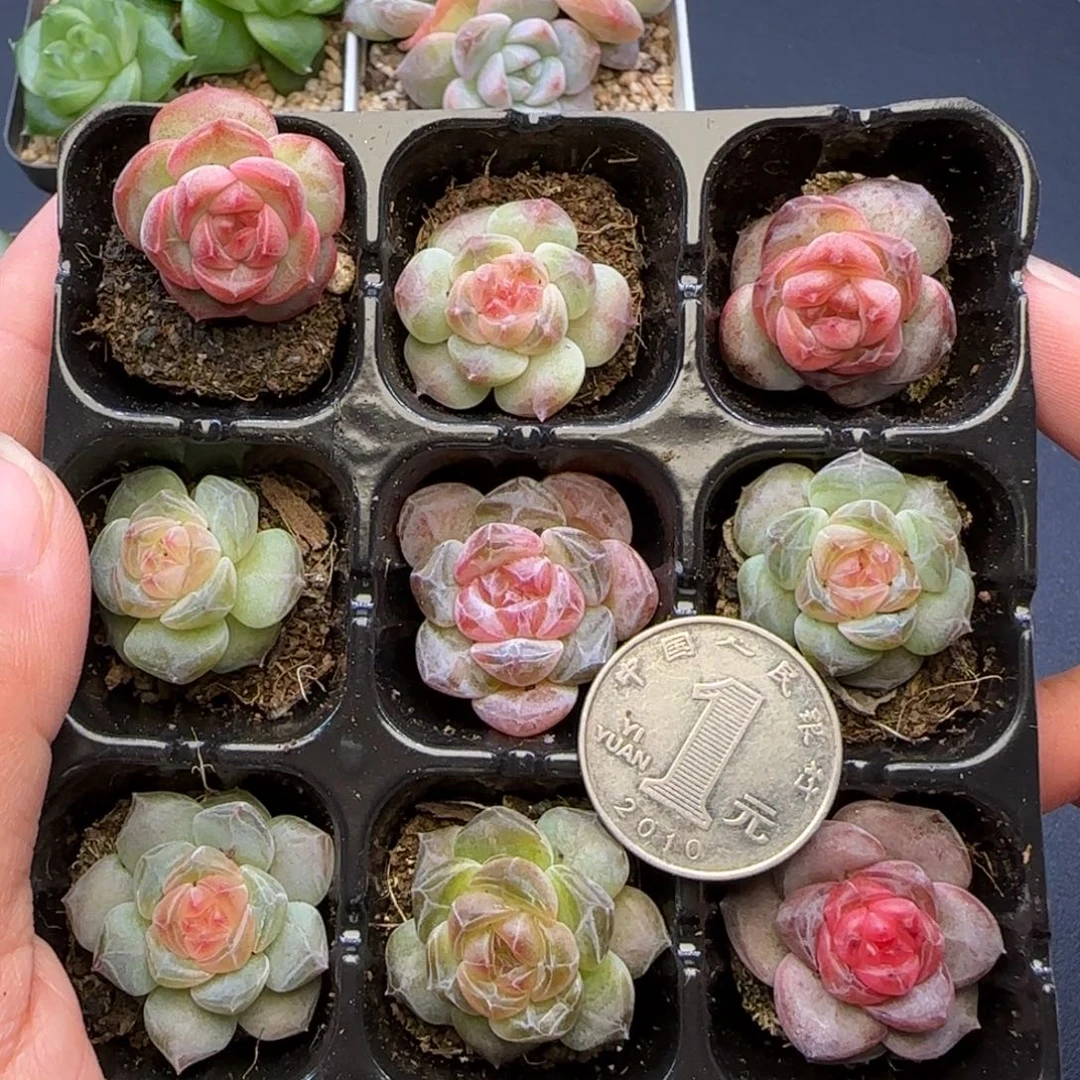 【满20包邮非偏远】394九棵卡拉米